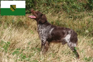 Lire la suite à propos de l’article Éleveurs d’Epagneul Breton et chiots en Saxe