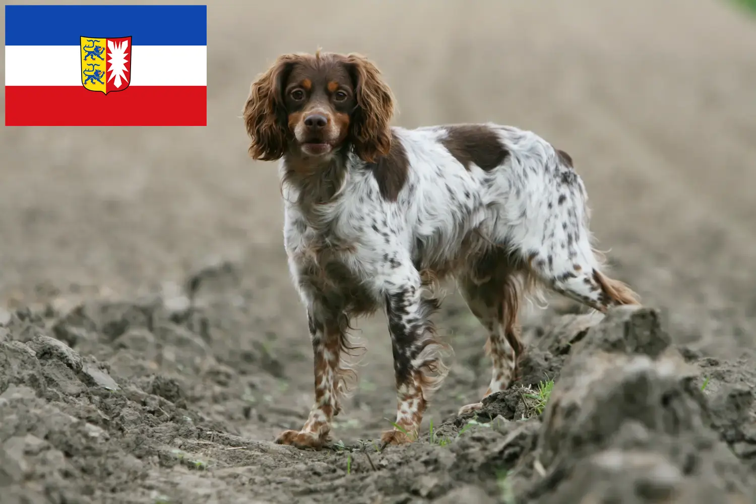 Epagneul Breton chiots et éleveurs Schleswig-Holstein Ici, tu trouveras des éleveurs d'Epagneul Bretons dans le Schleswig-Holstein.