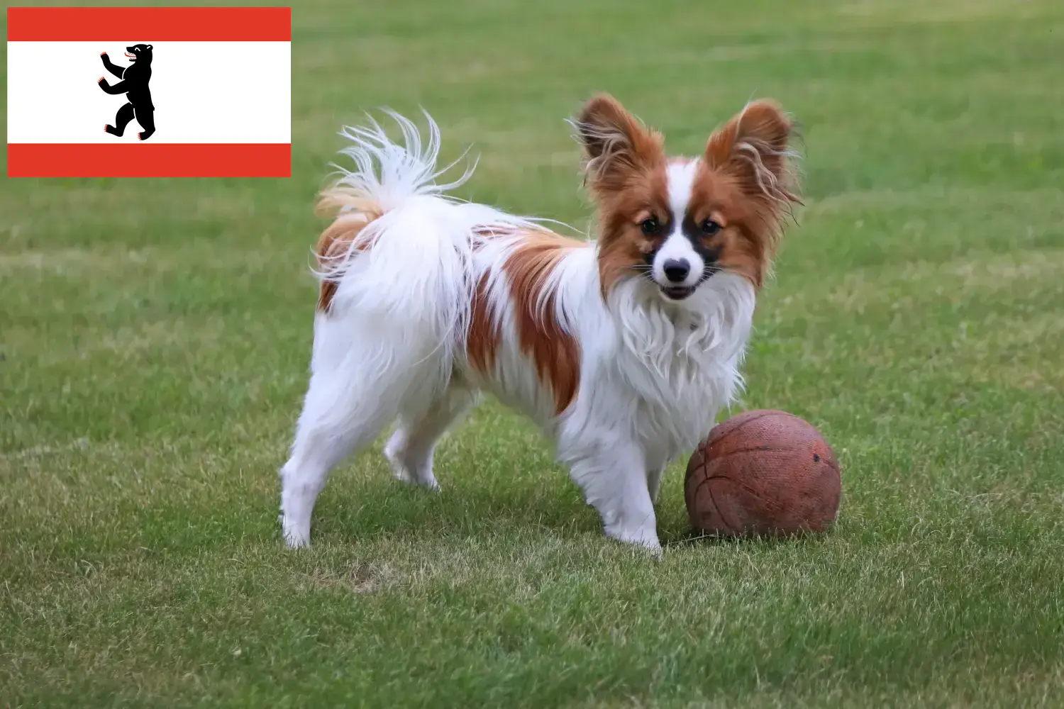 Épagneul nain continental chiots et éleveurs Berlin Ici, tu trouveras des éleveurs d'épagneuls nains continentaux à Berlin.