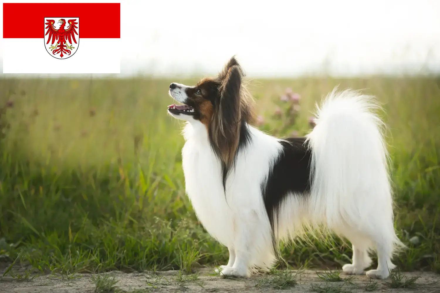 Épagneul nain continental chiots et éleveurs Brandebourg Ici tu peux trouver des éleveurs d'Epagneuls nains continentaux dans le Brandebourg.