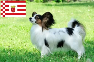 Lire la suite à propos de l’article Éleveurs d’épagneuls nains continentaux et chiots à Brême