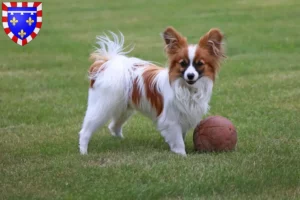 Lire la suite à propos de l’article Éleveur d’épagneuls nains continentaux et chiots en Centre-Val de Loire