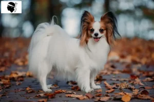 Lire la suite à propos de l’article Éleveurs d’épagneuls nains continentaux et chiots en Corse