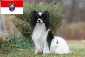 Lire la suite à propos de l’article Éleveurs d’épagneuls nains continentaux et chiots en Hesse