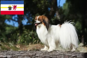 Lire la suite à propos de l’article Éleveurs d’épagneuls nains continentaux et chiots dans le Mecklembourg-Poméranie occidentale