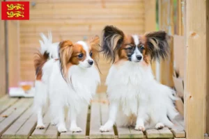 Lire la suite à propos de l’article Éleveurs d’épagneuls nains continentaux et chiots en Normandie