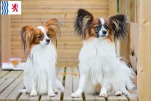 Lire la suite à propos de l’article Éleveurs d’épagneuls nains continentaux et chiots en Nouvelle-Aquitaine
