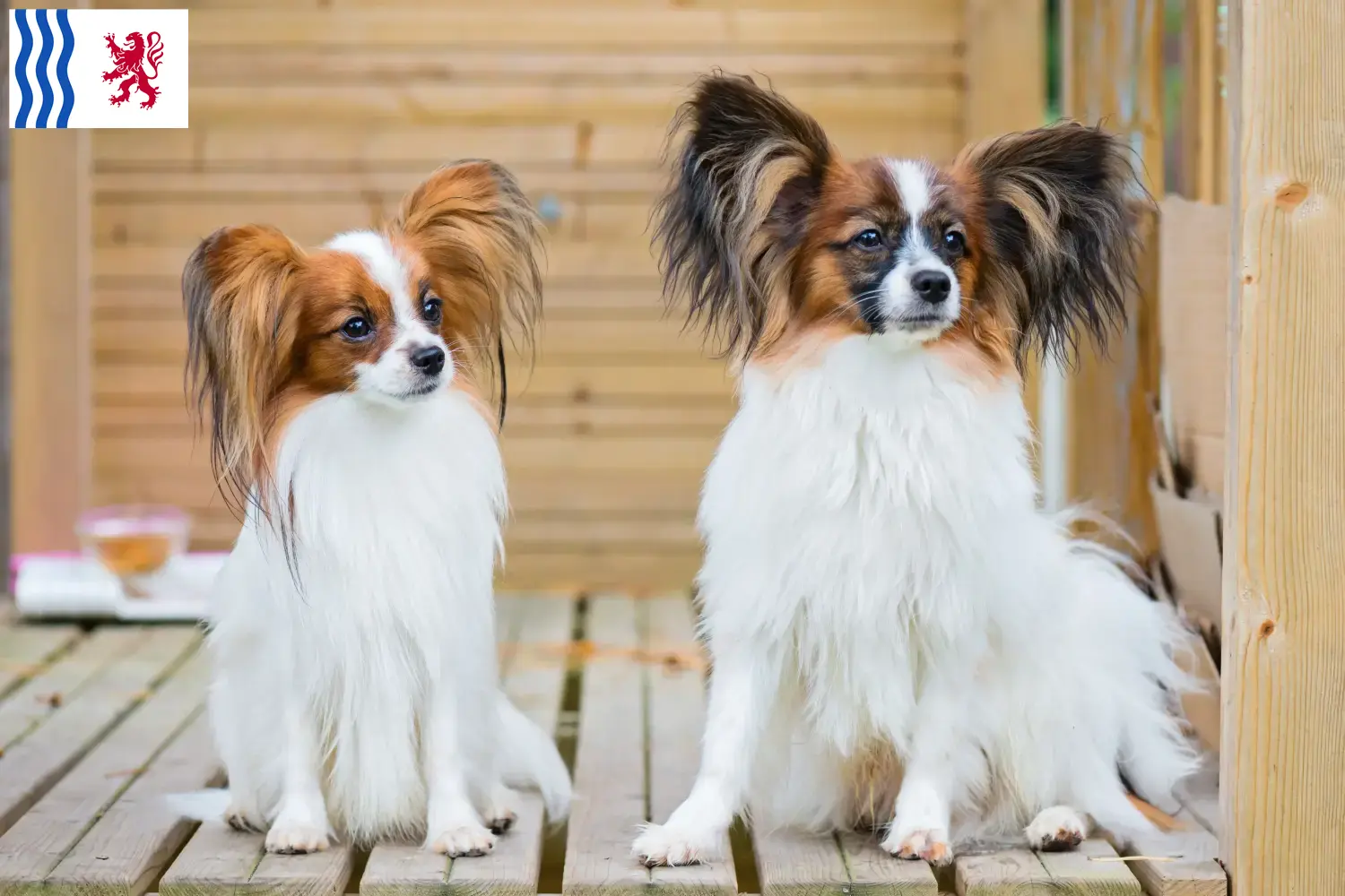 Épagneul nain continental chiots et éleveurs Nouvelle-Aquitaine Ici vous trouverez les éleveurs d'Epagneuls nains continentaux en Nouvelle-Aquitaine.
