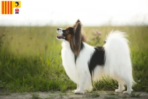 Lire la suite à propos de l’article Éleveurs d’épagneuls nains continentaux et chiots en Provence-Alpes-Côte d’Azur