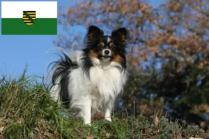 Lire la suite à propos de l’article Éleveurs d’épagneuls nains continentaux et chiots en Saxe