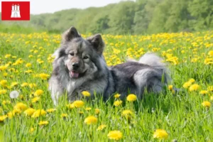 Lire la suite à propos de l’article Éleveurs d’Eurasiers et chiots à Hambourg