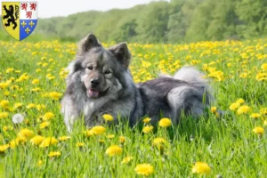 Lire la suite à propos de l’article Éleveurs d’Eurasiers et chiots en Hauts-de-France