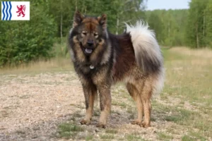 Lire la suite à propos de l’article Éleveurs d’Eurasiers et chiots en Nouvelle-Aquitaine