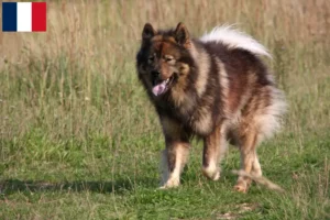 Lire la suite à propos de l’article Éleveurs d’Eurasiens et chiots à la Réunion