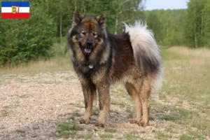 Lire la suite à propos de l’article Éleveurs d’Eurasiers et chiots dans le Schleswig-Holstein