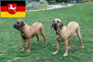Lire la suite à propos de l’article Éleveurs de Fila Brasileiro et chiots en Basse-Saxe