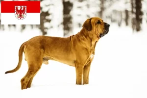 Lire la suite à propos de l’article Éleveurs de Fila Brasileiro et chiots dans le Brandebourg