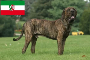 Lire la suite à propos de l’article Éleveurs de Fila Brasileiro et chiots en Rhénanie du Nord-Westphalie
