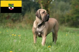 Lire la suite à propos de l’article Éleveurs de Fila Brasileiro et chiots en Saxe-Anhalt