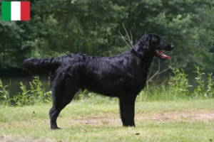 Lire la suite à propos de l’article Éleveurs de Flat Coated Retrievers et chiots en Italie