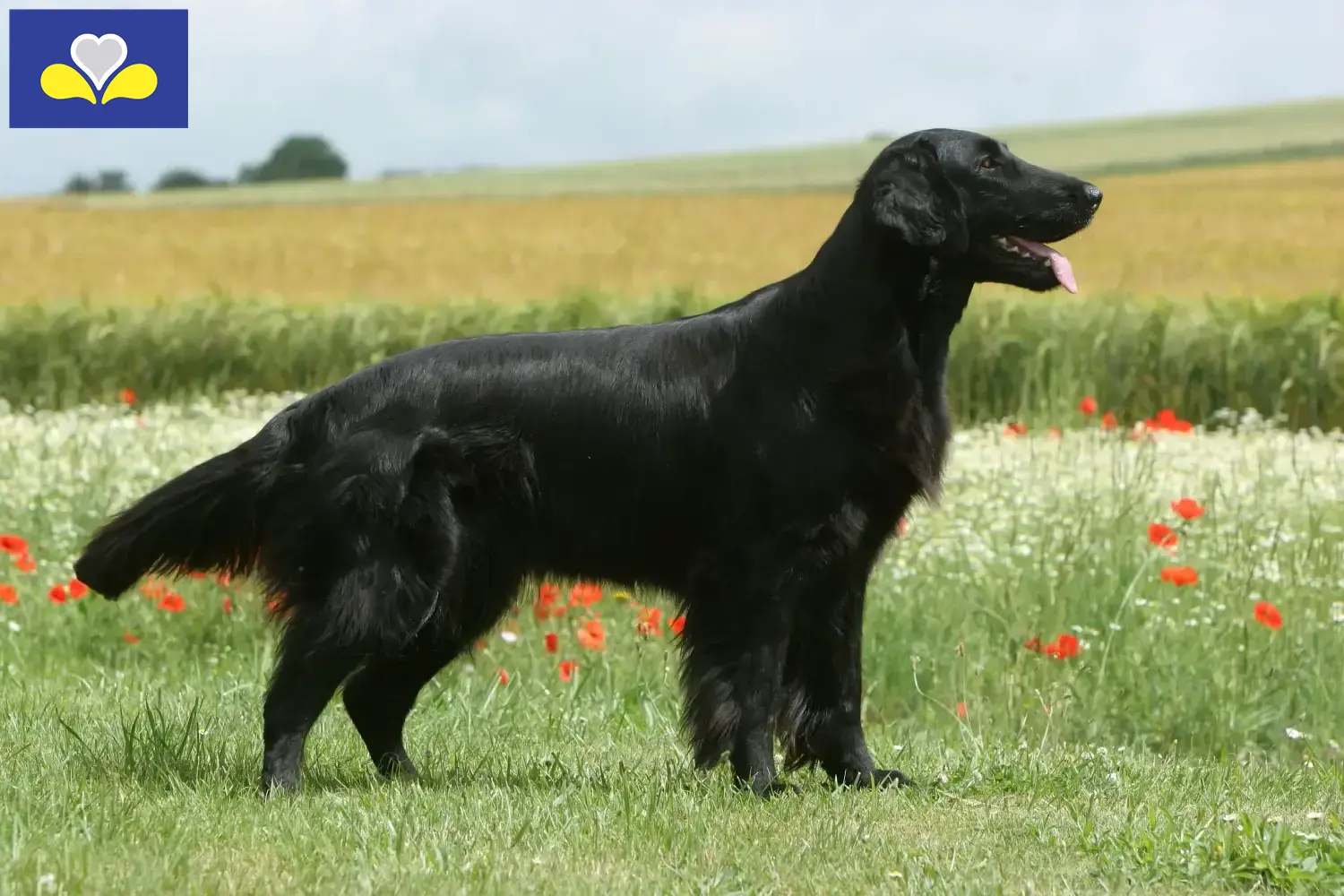 Chiots et éleveurs de Flat Coated Retrievers Région de Bruxelles-Capitale Ici, tu trouveras des éleveurs de Flat Coated Retrievers en Région de Bruxelles-Capitale.