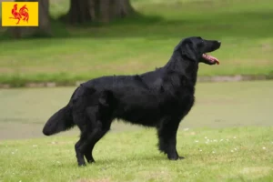 Lire la suite à propos de l’article Éleveurs de Flat Coated Retrievers et chiots en Région wallonne