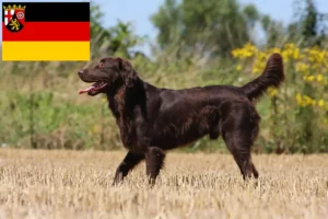 Lire la suite à propos de l’article Éleveurs de Flat Coated Retrievers et chiots en Rhénanie-Palatinat
