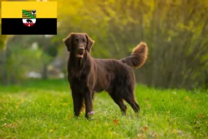 Lire la suite à propos de l’article Éleveurs de Flat Coated Retrievers et chiots en Saxe-Anhalt