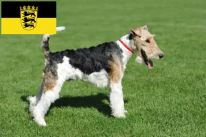 Lire la suite à propos de l’article Éleveurs de fox-terriers et chiots dans le Bade-Wurtemberg