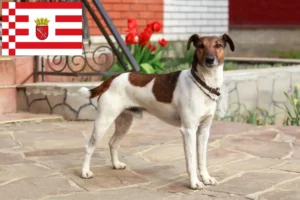 Lire la suite à propos de l’article Éleveurs de fox-terriers et chiots à Brême