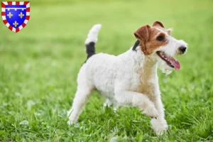 Lire la suite à propos de l’article Éleveurs de fox-terriers et chiots en Centre-Val de Loire