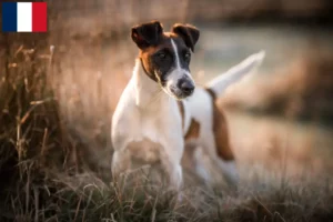 Lire la suite à propos de l’article Éleveurs de fox-terriers et chiots en Guadeloupe