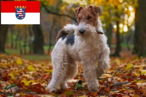 Lire la suite à propos de l’article Éleveurs de fox-terriers et chiots en Hesse