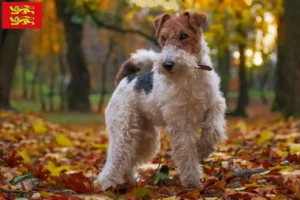 Lire la suite à propos de l’article Éleveurs de fox-terriers et chiots en Normandie