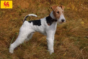 Lire la suite à propos de l’article Éleveurs de fox-terriers et chiots en Région wallonne