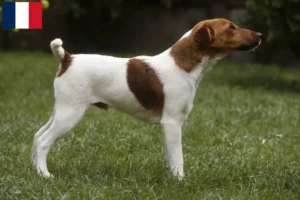 Lire la suite à propos de l’article Éleveurs de fox-terriers et chiots à la Réunion