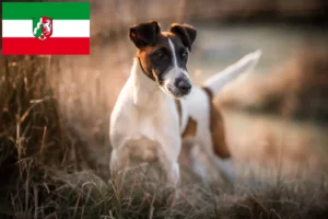 Lire la suite à propos de l’article Éleveurs de Fox Terriers et chiots en Rhénanie du Nord-Westphalie