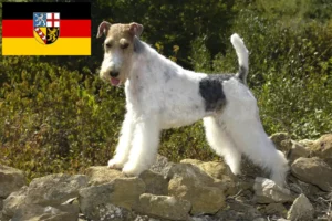 Lire la suite à propos de l’article Éleveurs de fox-terriers et chiots en Sarre