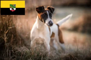 Lire la suite à propos de l’article Éleveurs de fox-terriers et chiots en Saxe-Anhalt