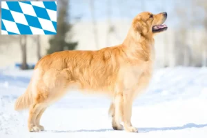 Lire la suite à propos de l’article Golden Retriever éleveurs et chiots en Bavière