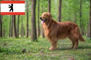 Lire la suite à propos de l’article Golden Retriever éleveurs et chiots à Berlin