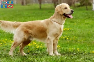 Lire la suite à propos de l’article Golden Retriever éleveurs et chiots en Bourgogne-Franche-Comté