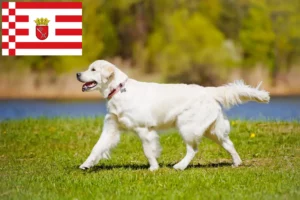 Lire la suite à propos de l’article Golden Retriever éleveurs et chiots à Brême