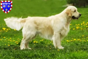 Lire la suite à propos de l’article Golden Retriever éleveurs et chiots en Centre-Val de Loire