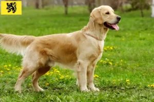 Lire la suite à propos de l’article Golden Retriever éleveurs et chiots en Flandre