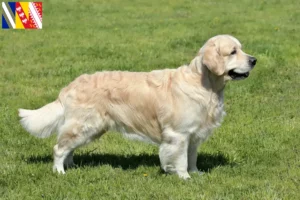 Lire la suite à propos de l’article Golden Retriever éleveurs et chiots en Grand Est