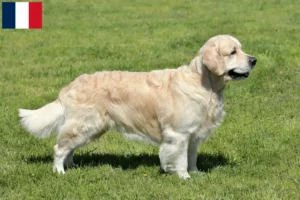 Lire la suite à propos de l’article Golden Retriever éleveurs et chiots en Guadeloupe
