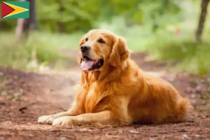 Lire la suite à propos de l’article Golden Retriever éleveurs et chiots en Guyane