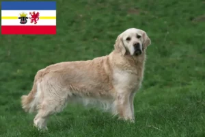 Lire la suite à propos de l’article Golden Retriever éleveurs et chiots dans le Mecklembourg-Poméranie occidentale