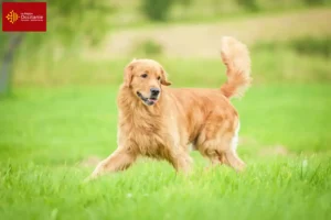 Lire la suite à propos de l’article Golden Retriever éleveurs et chiots en Occitanie